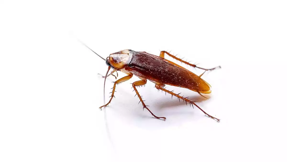 Cochroach