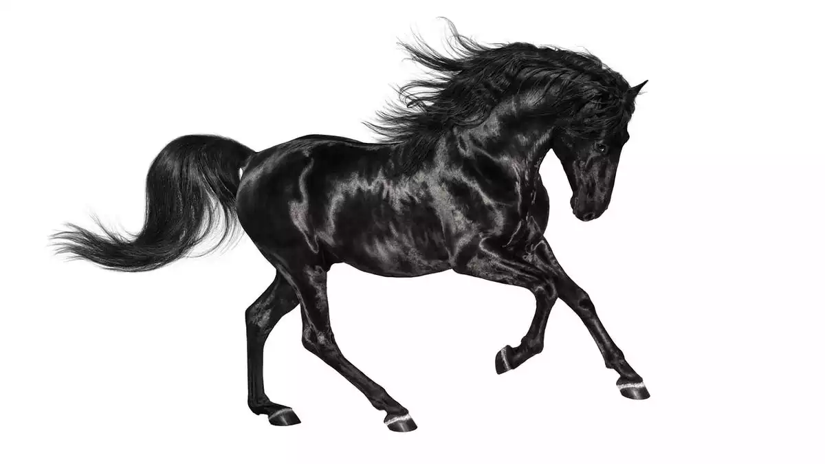 A black horse