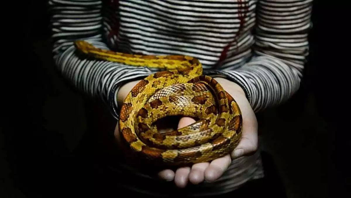 A person holding a snake with their hands