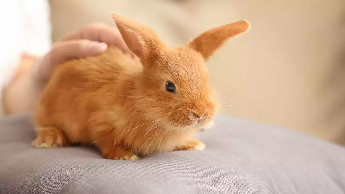 A brown rabbit on a cuchion and someone stroking it