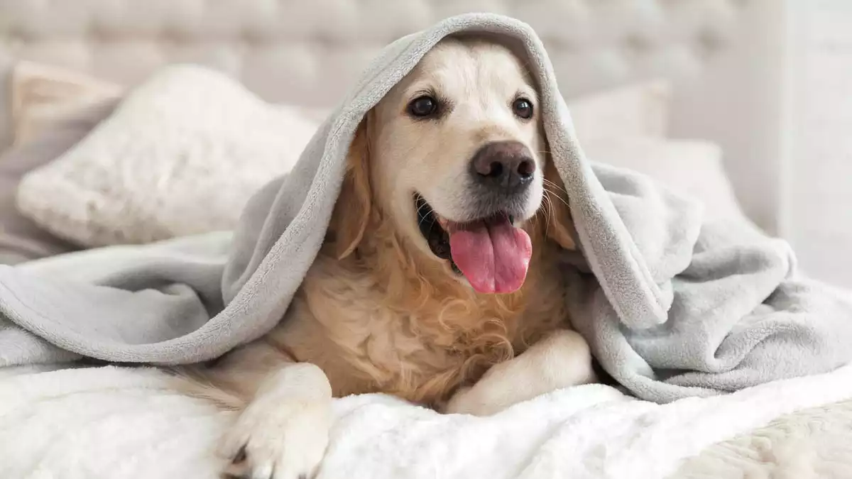 A Golden Retriever dog on a bed covered with a blanket