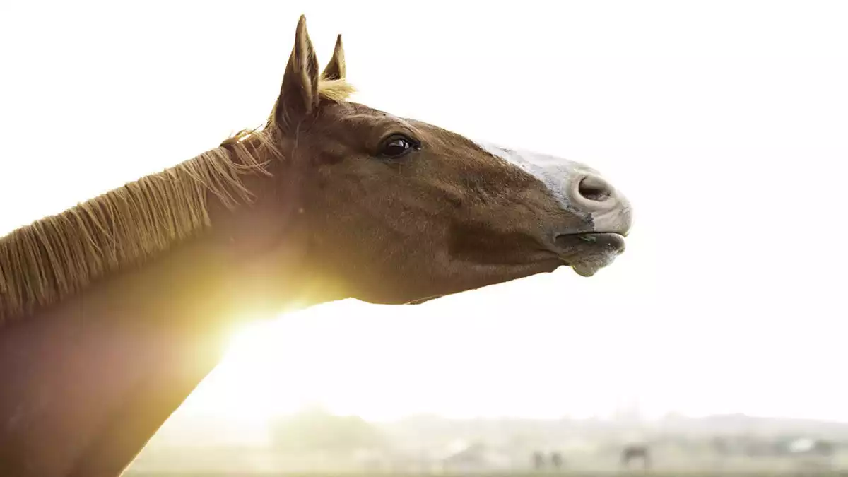 A horse with the sun behind it.
