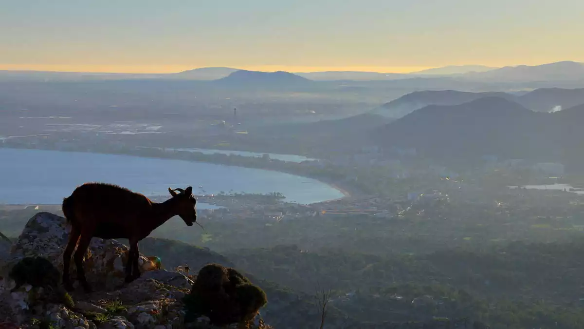 A goat on the top of a hill looking over a city next to the sea