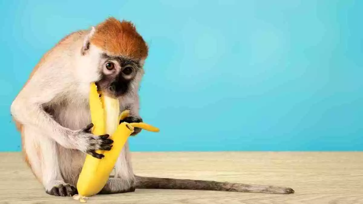 A monkey eating a banana