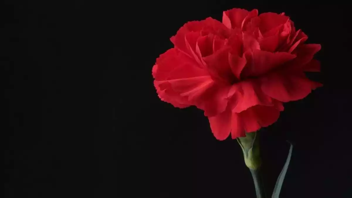 A red carnation