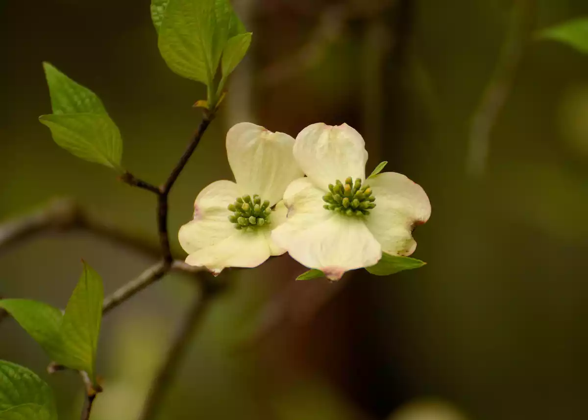 2 white flowers