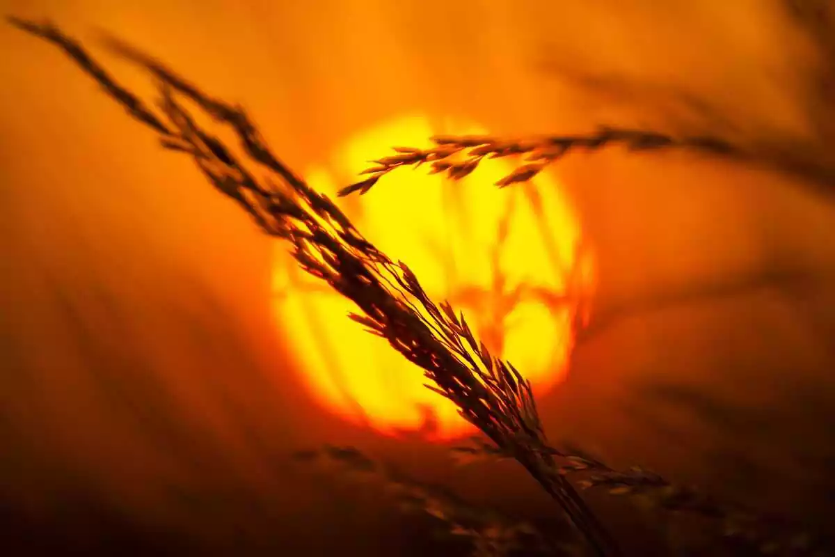 Picture of the sun from a field